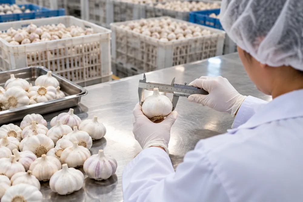 Inspector measuring a garlic bulb with a caliper (AI-generated image)